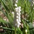 grassy leaves & clusters of white, urn-shaped flowers.