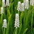 grassy leaves & clusters of white, urn-shaped flowers.