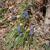 Muscari botryoides Flower and Form