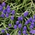 grassy leaves & clusters of violet-blue, urn-shaped flowers.