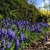 clusters of violet-blue flowers