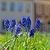grassy leaves & clusters of violet-blue, urn-shaped flowers.