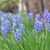 grassy leaves & clusters of violet-blue, urn-shaped flowers.