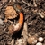 Mutinus elegans