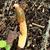 Mutinus elegans