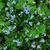 Myosotis sylvatica