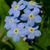 Myosotis sylvatica