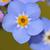 Myosotis sylvatica