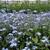 Myosotis sylvatica