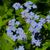 Myosotis sylvatica