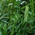 Plant form in bloom (Alleghany County, NC)-Mid Summer