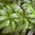 Myrica cerifera
