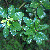 Myrica heterophylla