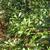Myrica heterophylla