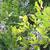 Myrica pensylvanica