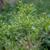 Myrica pensylvanica