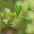 Myrtus communis