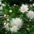 Myrtus communis