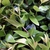 Myrtus communis