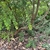 Myrtus communis