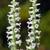 Spiranthes cernua