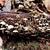 Naematoloma fasiculare