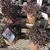Potted shrubs for sale with wine-red foliage.