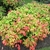 rounded dwarf shrub with red-tinged foliage