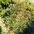 Nandina domestica 'Harbour Dwarf'