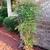 Nandina domestica