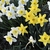 Flowers March Wake County
