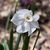 'Dreamlight' Flower - April 6 - Wake Co., NC