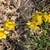 Flowers - February - Wake Co., NC