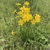 Clump of linear leaves and cluster of small yellow daffodils.