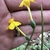 Hand cradling an inflorescence w/ 2 flowers w/ inferior ovaries