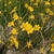 Masses of flowering plants with small yellow daffodils.