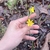 Hand grasping an inflorescence w/ 2 flowers w/ inferior ovaries