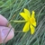 Fingers grasping a single small yellow flower with yellow corona