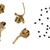 Capsule fruit and seeds.