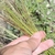 Leaf detail