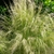 Form- Springs Preserve Garden NV