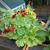 Tropaeolum majus