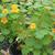 Tropaeolum majus