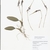 Pressed & dried Form with roots on a sheet of paper