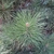Pine needles  in April in Salt Lake City, Utah