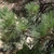 Pine needles at branch tips in Gifford Canyon in Utah