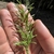 Needles in June in Josphine County, Oregon