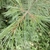 Needles in July in Khabarovsk in Russia