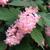 Neillia sinensis