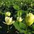 Nelumbo lutea